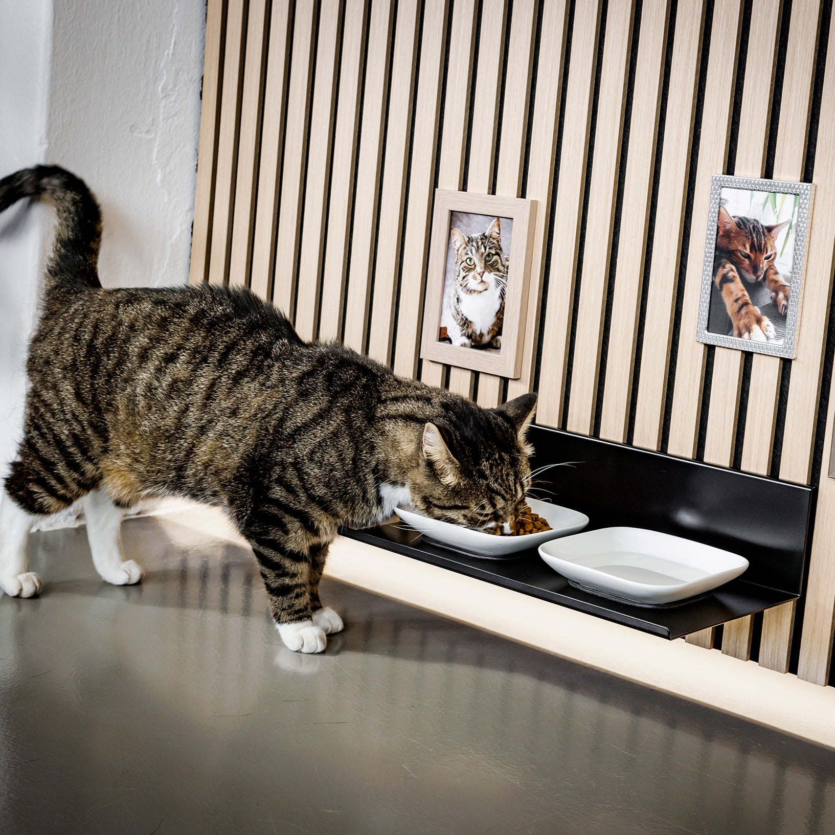 WALLTRAUD® erhöhter Fressplatz für Katzen, für Akustikpaneele ohne Bohren, Anwendungsbeispiel mit Kater Grobi beim Fressen