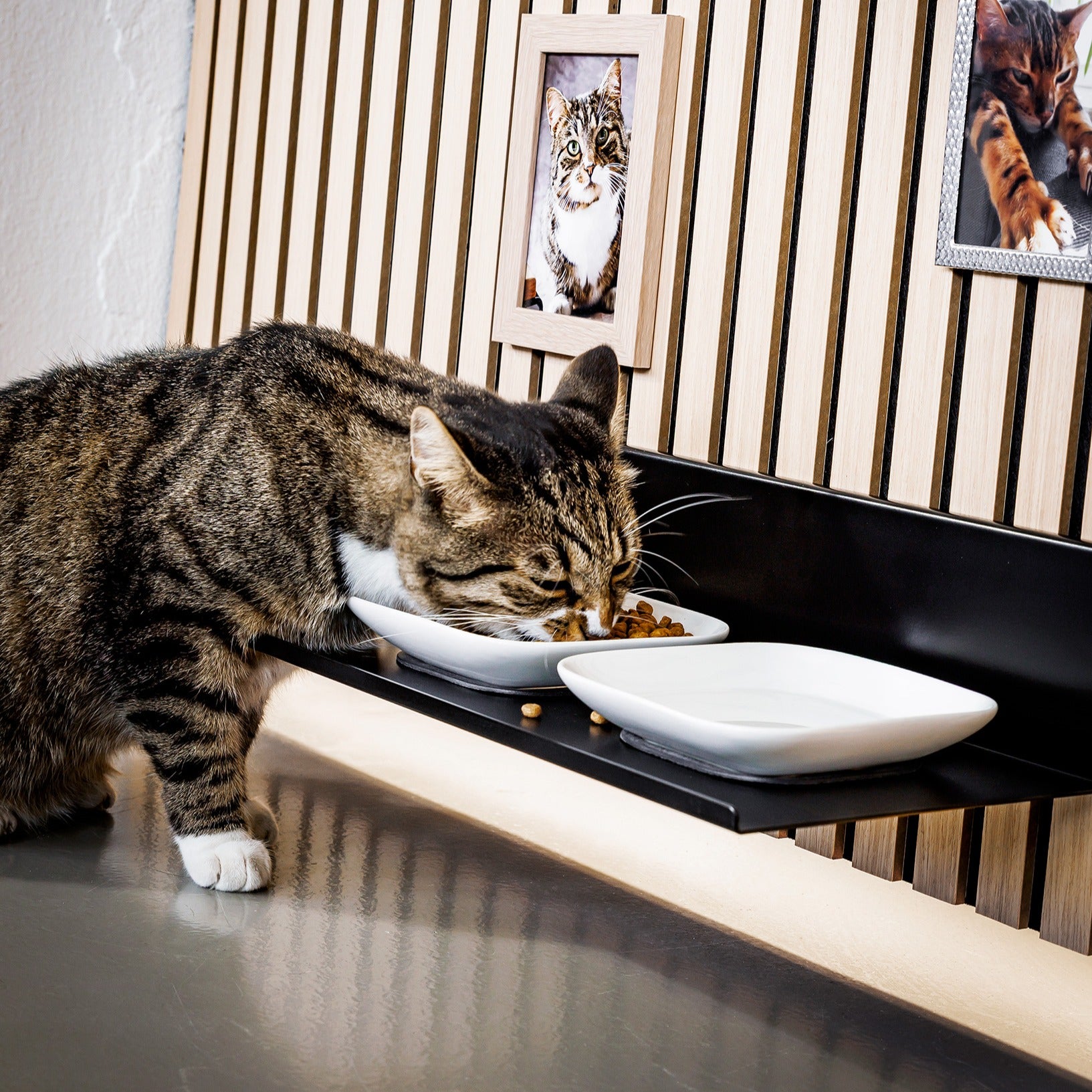WALLTRAUD® Futterstation für Katzen für Akustikpaneele ohne Bohren, Nahaufnahme einer Katze beim Fressen aus den Porzellannäpfen