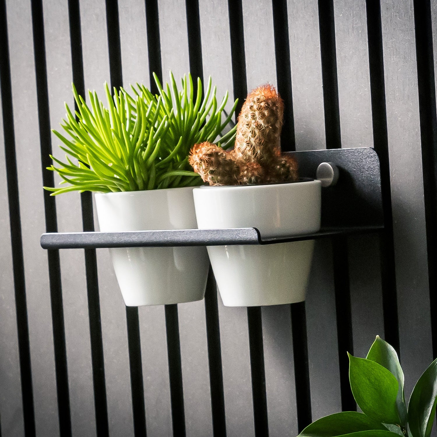 Regal für Akustikpaneele ohne Bohren als Sukkulentenregal. Platz für Sukkulenten in den mitgelieferten Porzellantöpfen. Made in Germany.